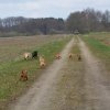 s - wurf  08. woche  35